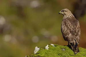 Mull: Common Buzzard (Buteo buteo), adult, perched on