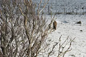 Rhene: Common Buzzard (Buteo buteo) on a branch in winter