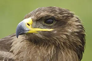 Hawk: Common Buzzard (Buteo buteo), Castile, Spain