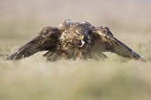 Cove: Common Buzzard (Buteo buteo) feeding while cove