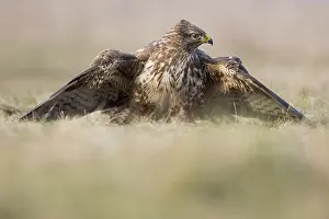 Cove: Common Buzzard (Buteo buteo) feeding while cove