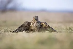 Cove: Common Buzzard (Buteo buteo) feeding while cove