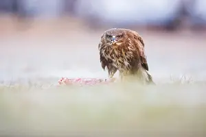 Buteo: Common Buzzard (Buteo buteo) feeding in early m