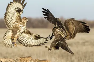 Fight: Common Buzzard (Buteo buteo) fighting