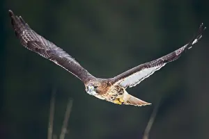 Buteo: Common Buzzard (Buteo buteo) in flight, Czech R