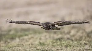 Buteo: Common Buzzard (Buteo buteo) in flight over gra