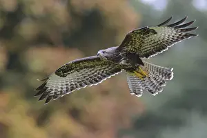 September: Common Buzzard (Buteo buteo) flying