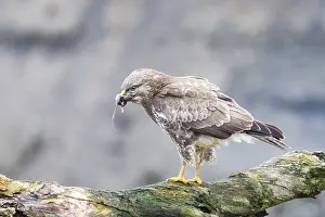 Hawk: Common buzzard (Buteo buteo) Germany