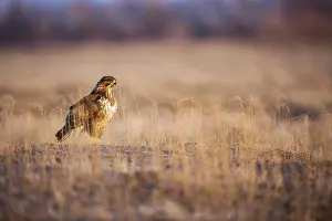 Hawk: Common Buzzard (Buteo buteo) perched on field