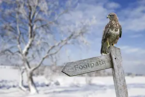 Sign: Common buzzard (Buteo buteo) perched on signpost i