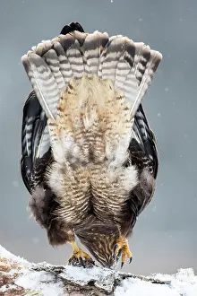 Buteo: Common Buzzard (Buteo buteo) on snow, , Bialowieza, Poland