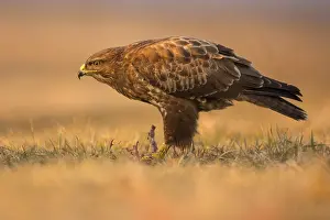 Buteo: Common Buzzard (Buteo buteo) standing in grassl