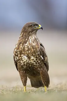 Buteo: Common Buzzard (Buteo buteo) standing in grassl
