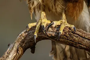 050618: Common Buzzard - feet detail - Castilla Leon, Spain