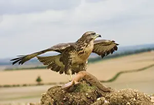 Kill: Common buzzard - on kill