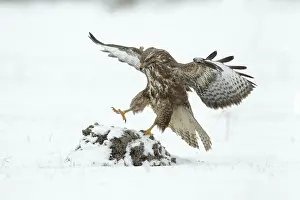 Molehill: Common Buzzard - landing on molehill in snow covered field