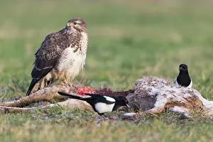 Magpies: Common Buzzard - with Magpie (Pica pica) - feeding