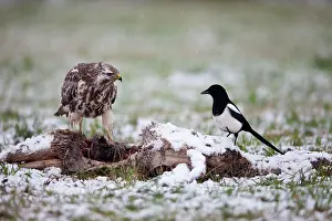 Magpies: Common Buzzard - and Magpie (Pica pica) feeding