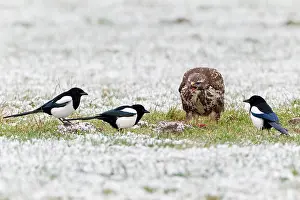 Magpies: Common Buzzard and Magpies (Pica pica) - feeding