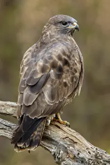 050618: Common Buzzard - perched on a branch - Castilla Leon, Spain