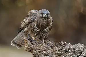 050618: Common Buzzard - perched on a branch - Castilla Leon, Spain
