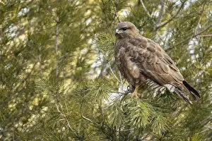 050618: Common Buzzard - perched on a branch - Castilla Leon, Spain