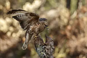 050618: Common Buzzard - perched on a branch - Castilla Leon, Spain