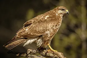 050618: Common Buzzard - perched on a branch - Castilla Leon, Spain