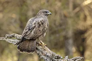 050618: Common Buzzard - perched on a branch - Castilla Leon, Spain