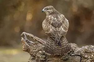 050618: Common Buzzard - perched on a branch - Castilla Leon, Spain