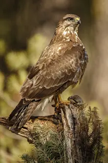 050618: Common Buzzard - perched on a branch - Castilla Leon, Spain