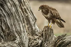 Buzzards: Common Buzzard - perched on a trunk - Castile and