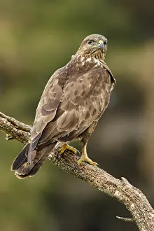 Buzzards: Common Buzzard - perched on a trunk - Castile and
