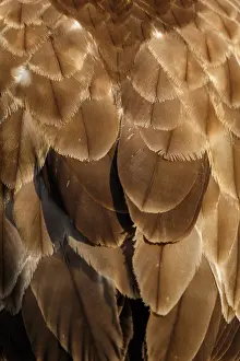 050618: Common Buzzard - detail of plumage - Castilla Leon, Spain
