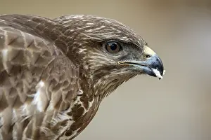 050618: Common Buzzard - portrait - Castilla Leon, Spain