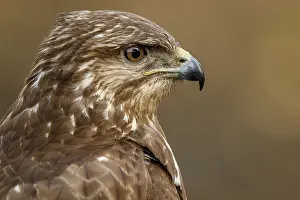 050618: Common Buzzard - portrait - Castilla Leon, Spain