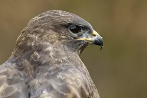 050618: Common Buzzard - portrait - Castilla Leon, Spain