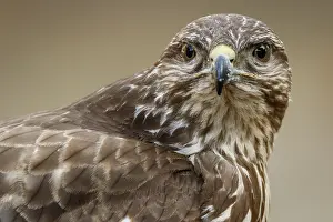050618: Common Buzzard - portrait - Castilla Leon, Spain