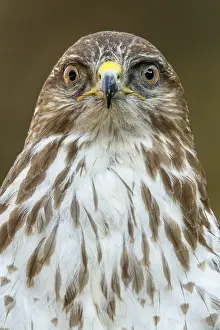 050618: Common Buzzard - portrait - Castilla Leon, Spain