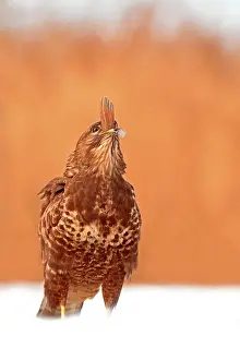 Ending: Common Buzzard on snow ending to swallow a fish