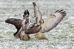 Squabbling: Common Buzzard - three squabbling over food in winter