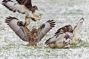 Squabbling: Common Buzzard - four squabbling over food in winter