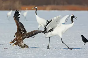 Steal: Common buzzard swooping in for a fish previously