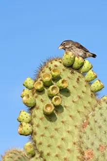 Scandens: Common Cactus-finch