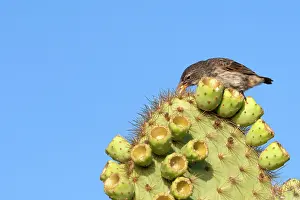 Scandens: Common Cactus-finch