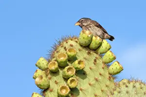 Scandens: Common Cactus-finch