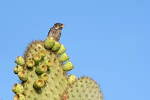 Scandens: Common Cactus-finch