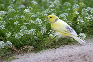 Serinus: Common Canary