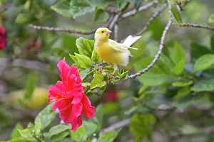 Serinus: Common Canary