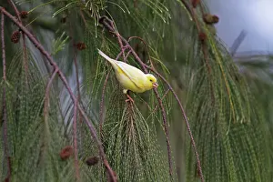 Canaria: Common Canary